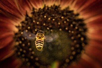 Bee Flying Towards Sunflower