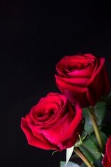 Bouquet of red roses on a black background. Vertical floral background for photo wallpaper, screen saver, banner. High quality photo The soft focus of the photo is not in sharpness.