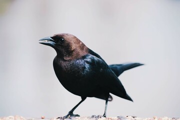 Bird eating a seed