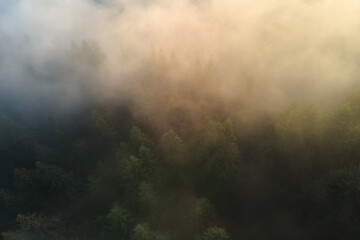 Aerial view of amazing scenery with light beams shining through foggy dark forest with pine trees at autumn sunrise. Beautiful wild woodland at dawn