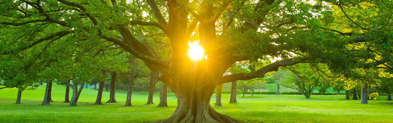 sunshine tree