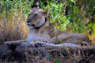 lioness in the wild