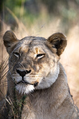 portrait of a lioness