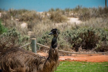 Emu at Monkey Mia