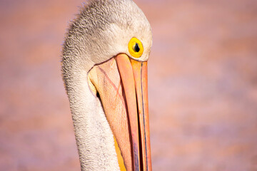 portrait of a pelican