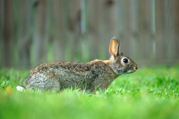 Grey small hare eating grass on summer field. Wild rabbit in nature