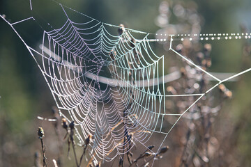 Spider net outdoors on sunny summer or autumn day. Natural wild life