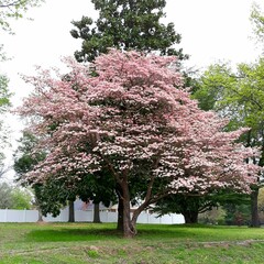 beautiful pink dogwood tree in the spring