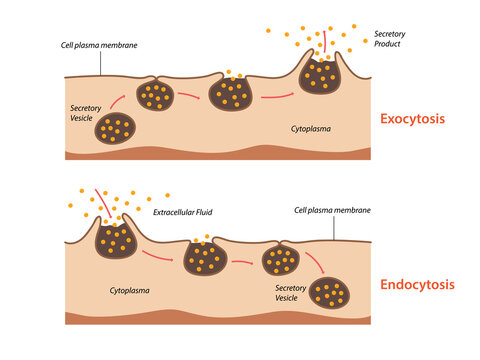 Endocytosis, exocytosis. The cell transports proteins into the cell