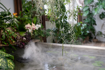 Touch of nature. Bathtub with floating aquatic plants at cozy greenhouse full of lush greenery,...