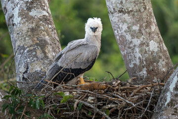 Harpy Eagle