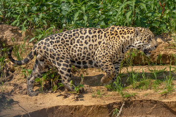 Jaguar 