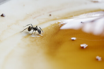 spider on the ground