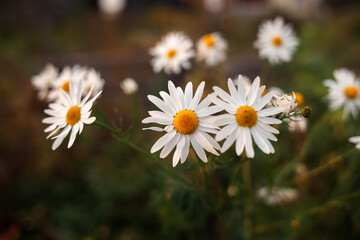 Fototapeta premium Big camomile flower on blurred background, close-up. Camomile in the nature. Chamomile with white petals for poster, calendar, post, screensaver, card, cover, website, copy space for your design