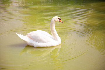 A white swan is swimming