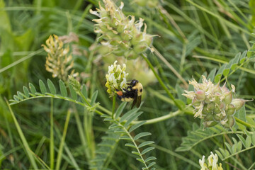 A Bee collecting Pollen from a Flower