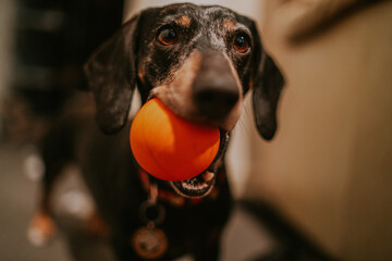 Happy dachshund dog with orange ball