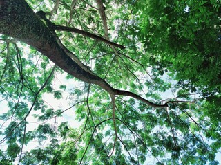 Fototapeta na wymiar trees and green leaves in nature park