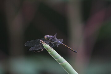 Dragonflies or sibar-sibar and needle dragonflies are a group of insects belonging to the Odonata nation. These two types of insects are rarely far from the water, where they lay their eggs and spend 