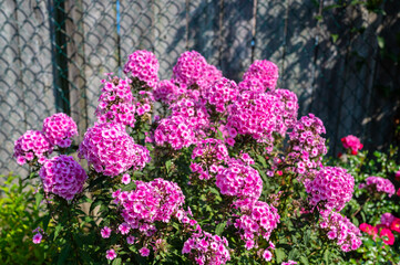 purple and pink flowers in the summer time green leafs and grass  outdoors summer time