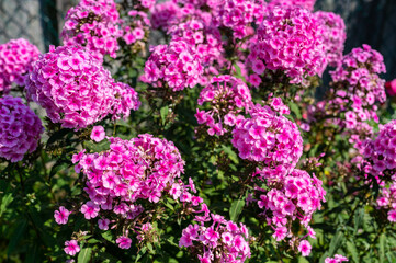 Fototapeta premium purple and pink flowers in the summer time green leafs and grass outdoors summer time