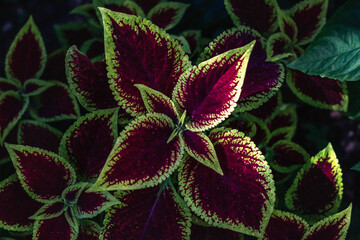 Abstract natural coleus flower pattern. Decorative background of pink and green coleus leaves...