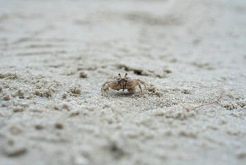 little white crab on sand closeup shot