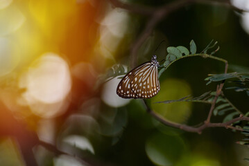 Fototapeta na wymiar Butterfly in sunset light