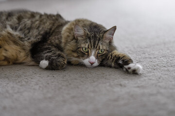 cat lying down on carpet at home