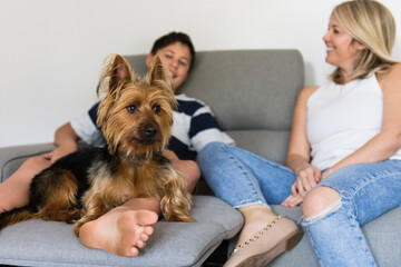 australian terrier dog on sofa with family