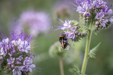 A bee collects nectar from a flower. There is artistic noise.