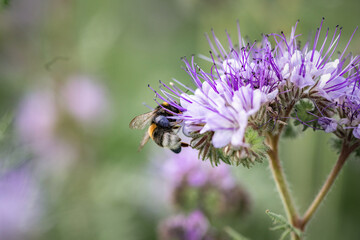 A bee collects nectar from a flower. There is artistic noise.