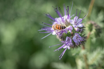 A bee collects nectar from a flower. There is artistic noise.