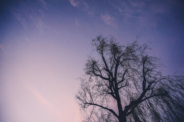 The willow tree with sunset sky at Lijiang,China