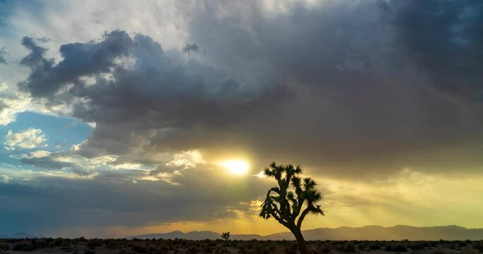 Dynamic motion of clouds flowing in different directions over a Joshua tree in the Mojave Desert - time lapse cloudscape