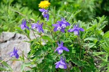 ミヤマオダマキ