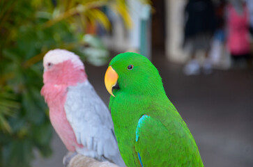 red and green parrot