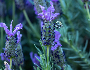 blue banded bee feeding on lavender flower