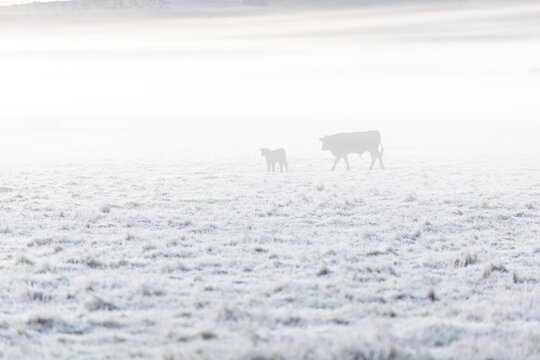 cow and calf in frosty paddock on a foggy morning
