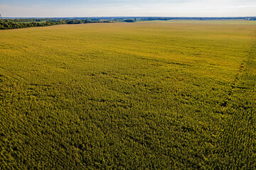 arial view of corn field in Atlanta Illinois at sunset