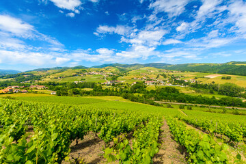 Fototapeta na wymiar Vineyards landscape and valley at Ternand village in France