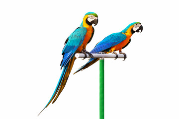 Fototapeta na wymiar Beautiful Macaw parrots perched on a branch.