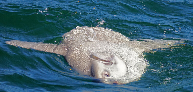 Mondfisch (Sunfish)