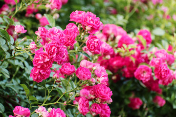 Roses garden. Rose flower outdoor shot. roses background. - 529569007