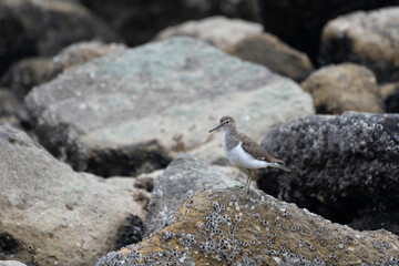 Common sandpiper on the rock