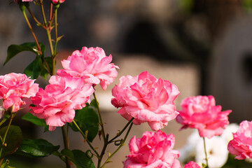 Roses garden. Rose flower outdoor shot. romance - 529569465