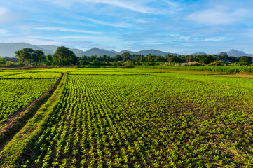 Vegetables growing on a sunny field in summer