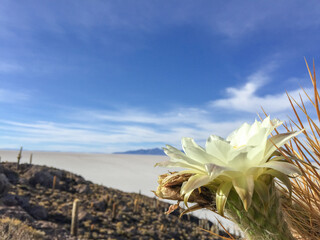 flowers on the beach