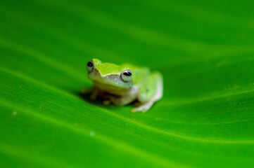 A tiny green frog in a banana leaf forming a beautiful background
