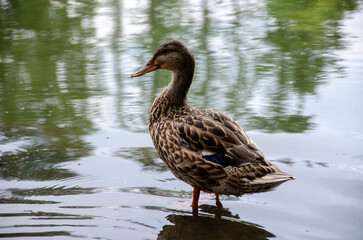 duck on the water